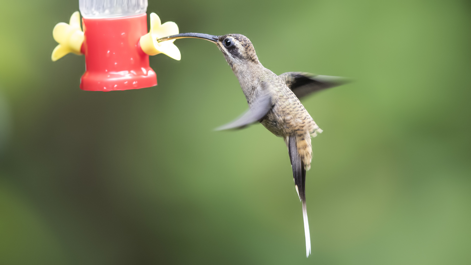 Long-billed Hermit